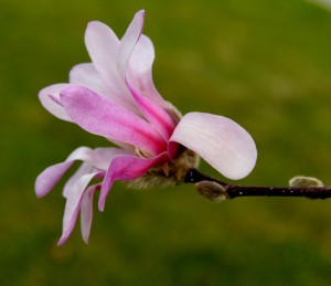Magnolia            