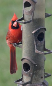 Cardinal at feeder           