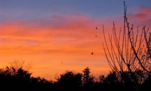 Birds at sunset        