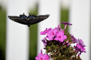Black swallowtail 1