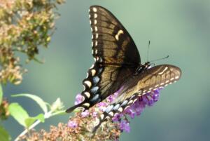 Black swallowtail 4