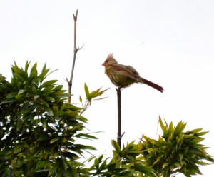 Cardinal female sodden      