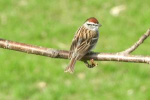 Chipping sparrow 3