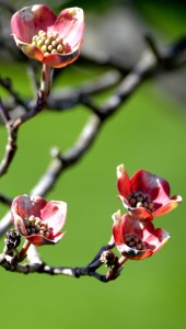 Dogwood blossoms        