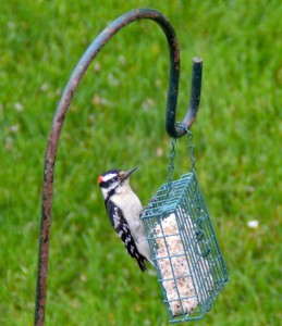 Downy woodpecker male       