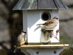 House sparrow couple