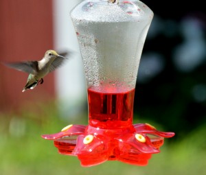 Hummingbird 2  