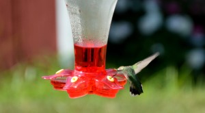 Hummingbird 5  
