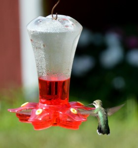 Hummingbird 6  