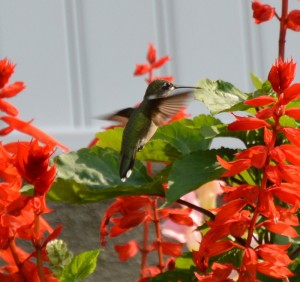 Hummingbird cropped      