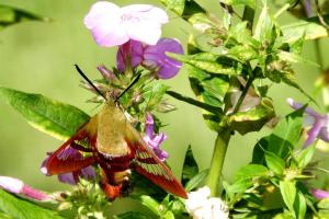 Hummingbird moth 02