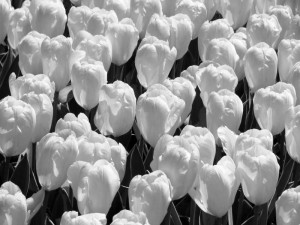 Longwood tulips       