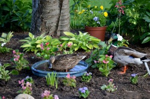 Mallard in birdbath     