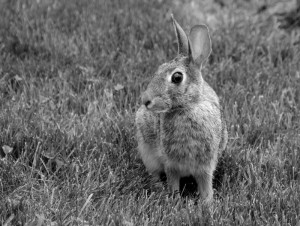 Rabbit in grass BW       