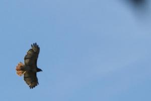 Red-tailed hawk 1