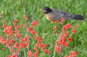 Robin on Winterberry           
