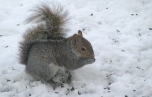 Squirrel in Snow             
