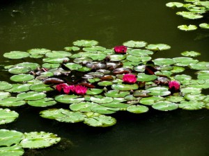 Water lilies                  